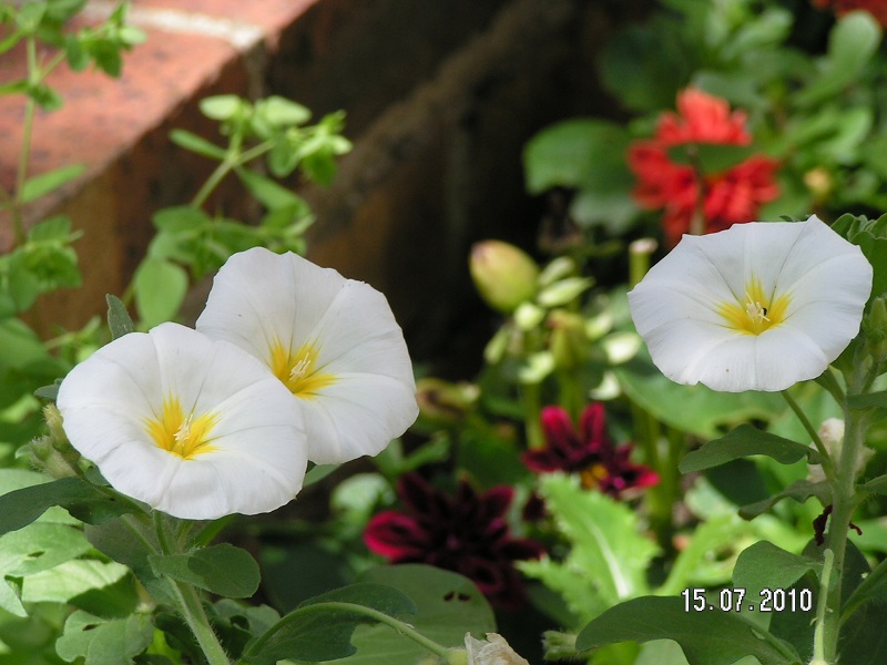 Volubilis blancs du jardin 07-2010.jpg