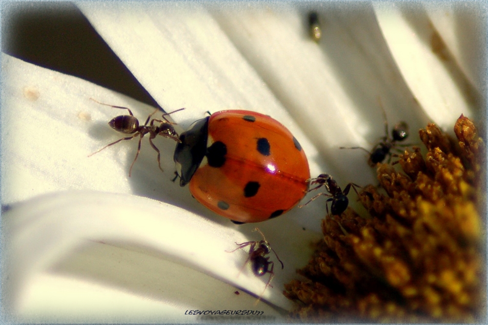 a fourmis-1 [1000X750].jpg