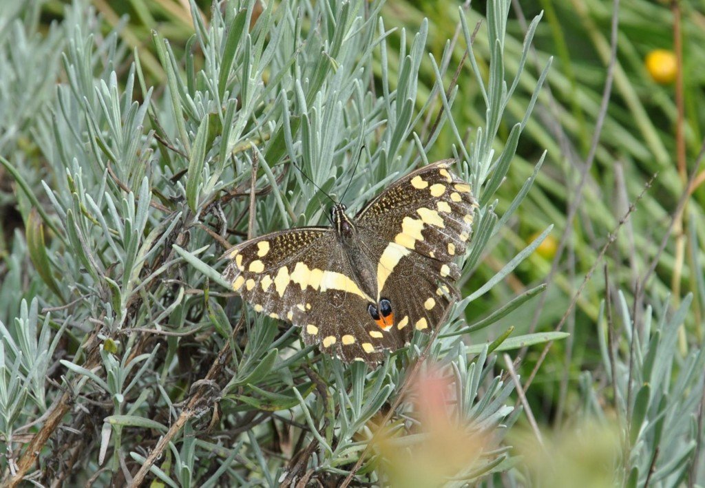Papillon 2 [1024x768].jpg