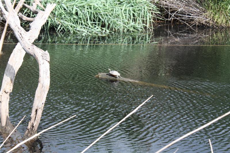 Les Tortues de Floride envahissent les cours d'eau