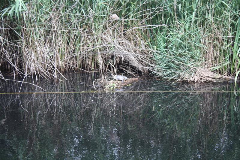 Les Tortues de Floride envahissent les cours d'eau