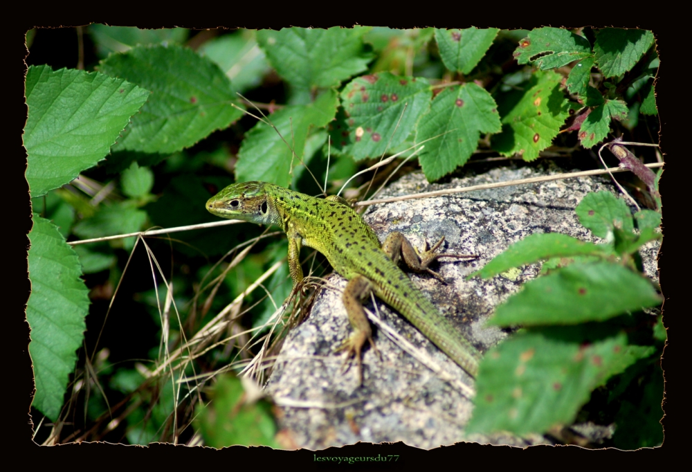 lezard.JPG