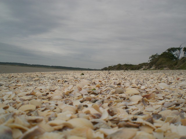 des coquillages à perte de vue superbe décor