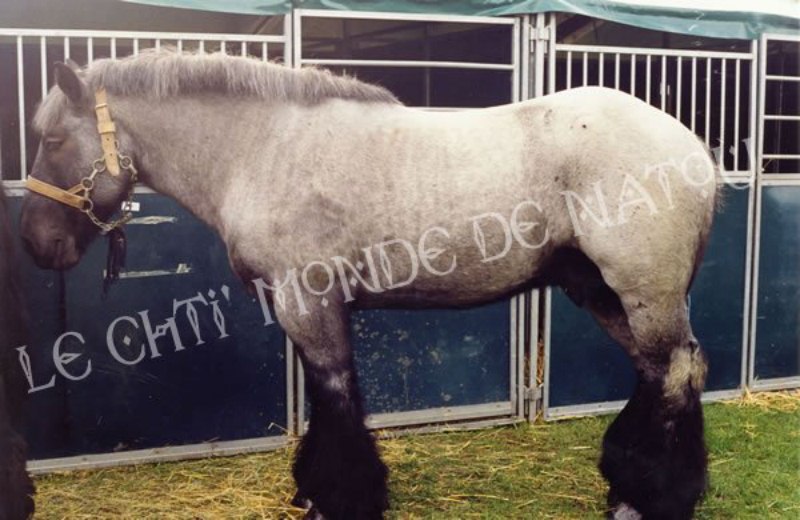 cheval1 [800x600].jpg