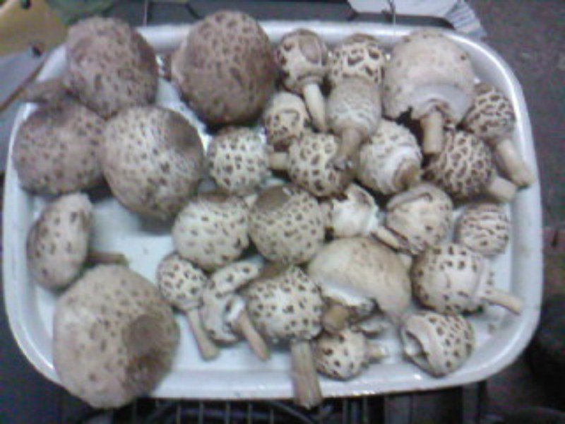 SPM_A0066 (Copier).jpg