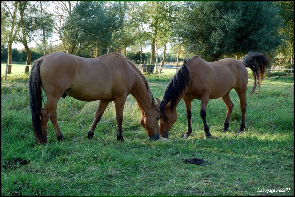 CHEVAL.JPG