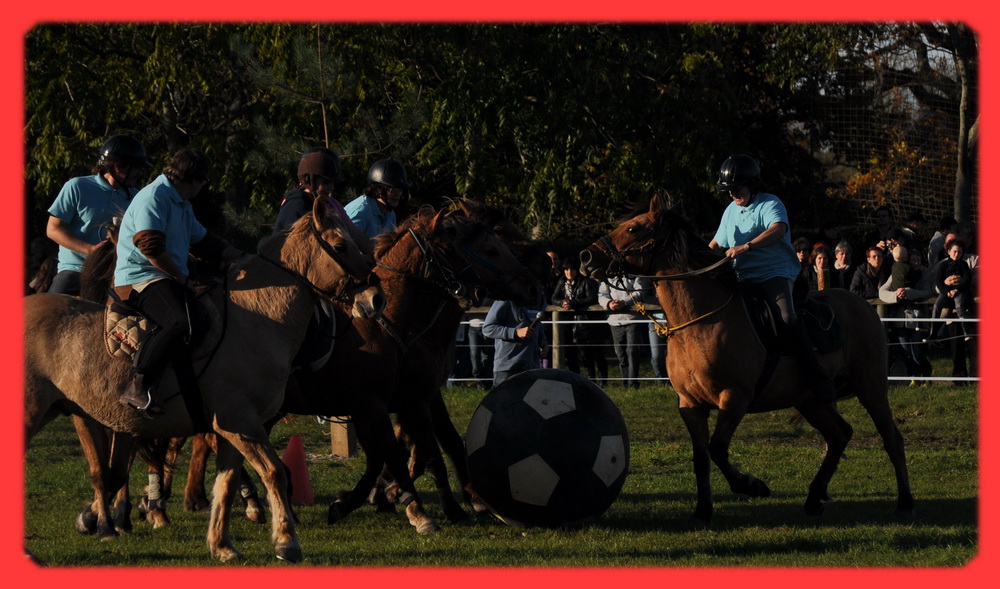 Football hippique : les chevaux shootent dans le ballon et marquent des buts