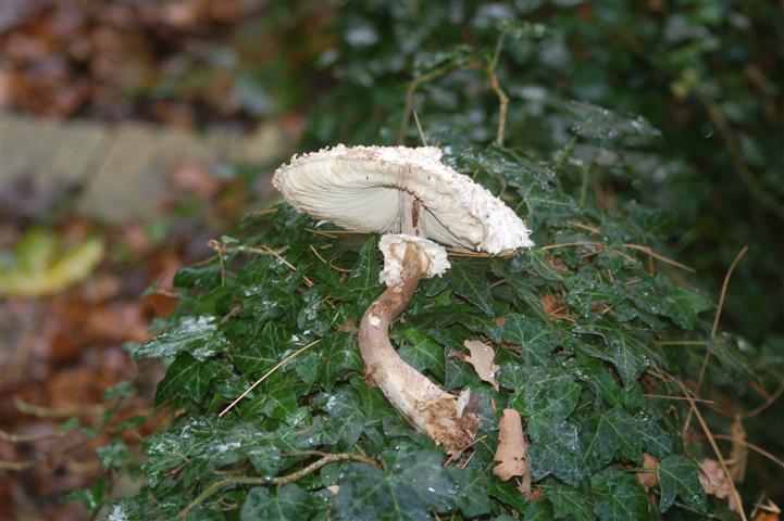 DSC_4454 (Small).JPG