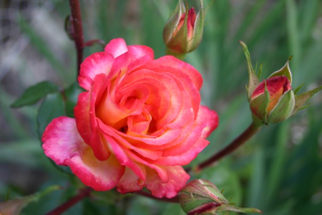 desiree 200609119.jpg