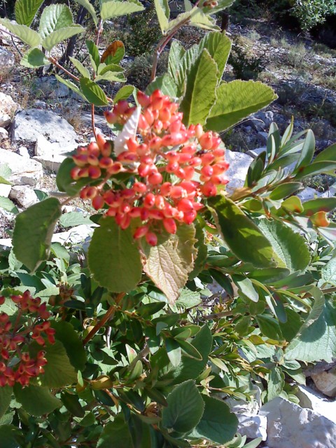 DSC00385.JPG