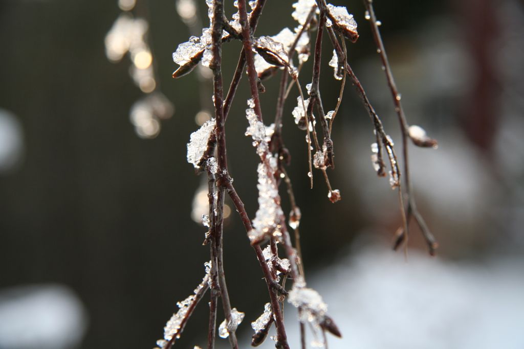 Hiver201004.jpg