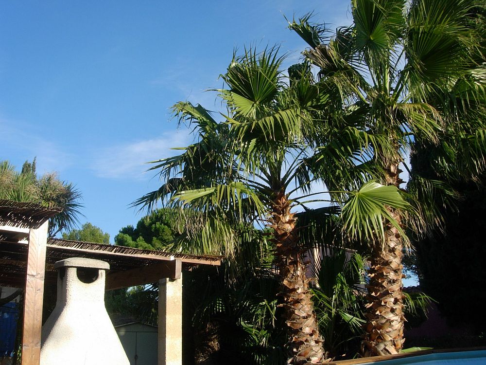 le 2.01.2011 15h15 Mauguio près de Montpellier