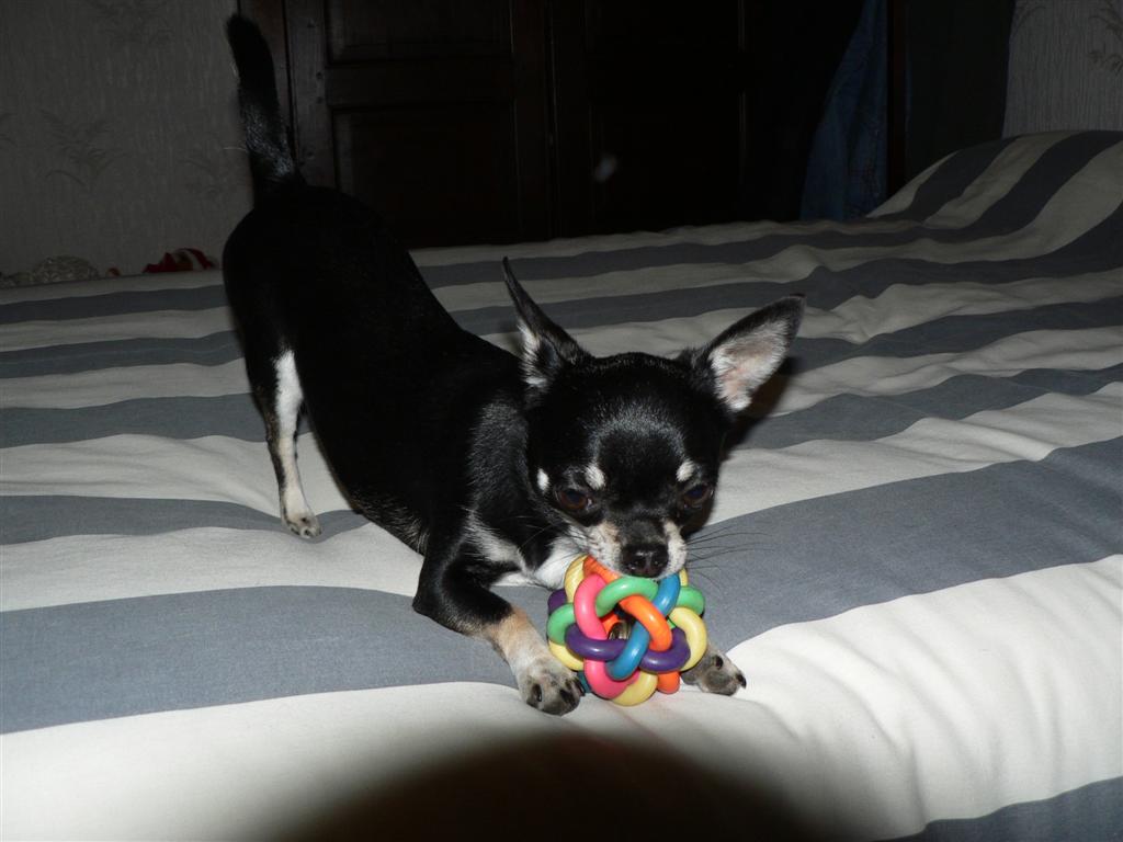 P1040371 (Large).JPG