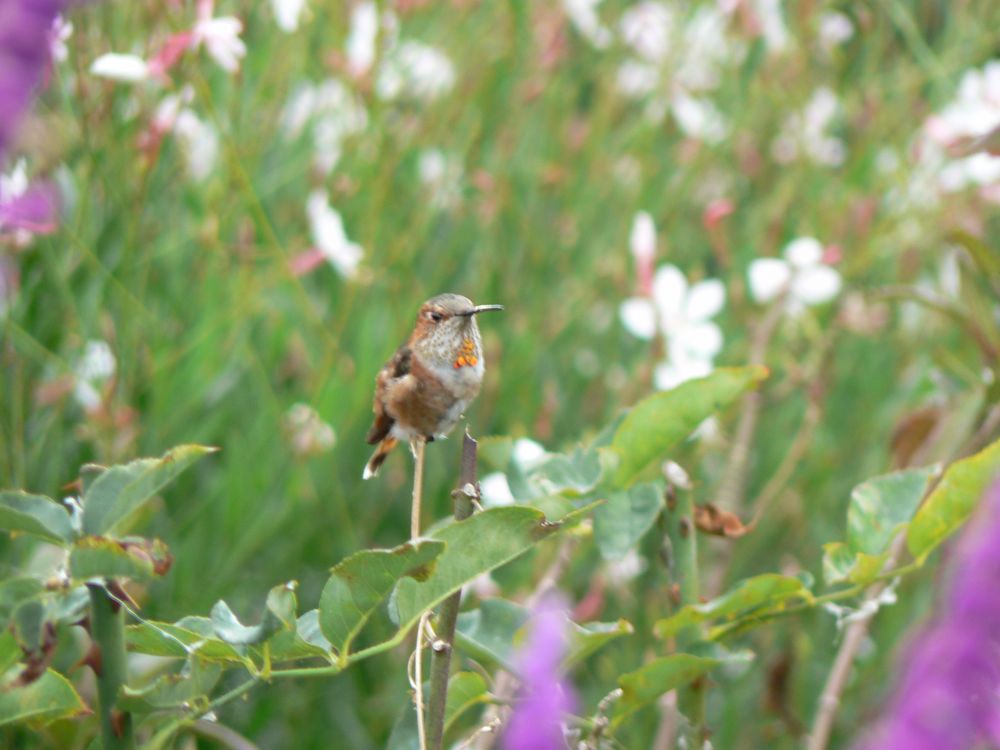 oiseau mouche dans un jardin à ...Los Angeles