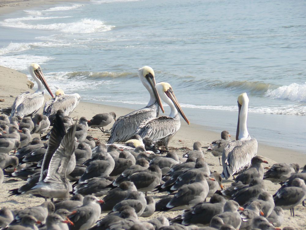 sur une plage de Santa Monica