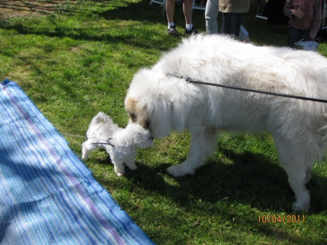 RASSO Touring Anet 119 [640x480].jpg