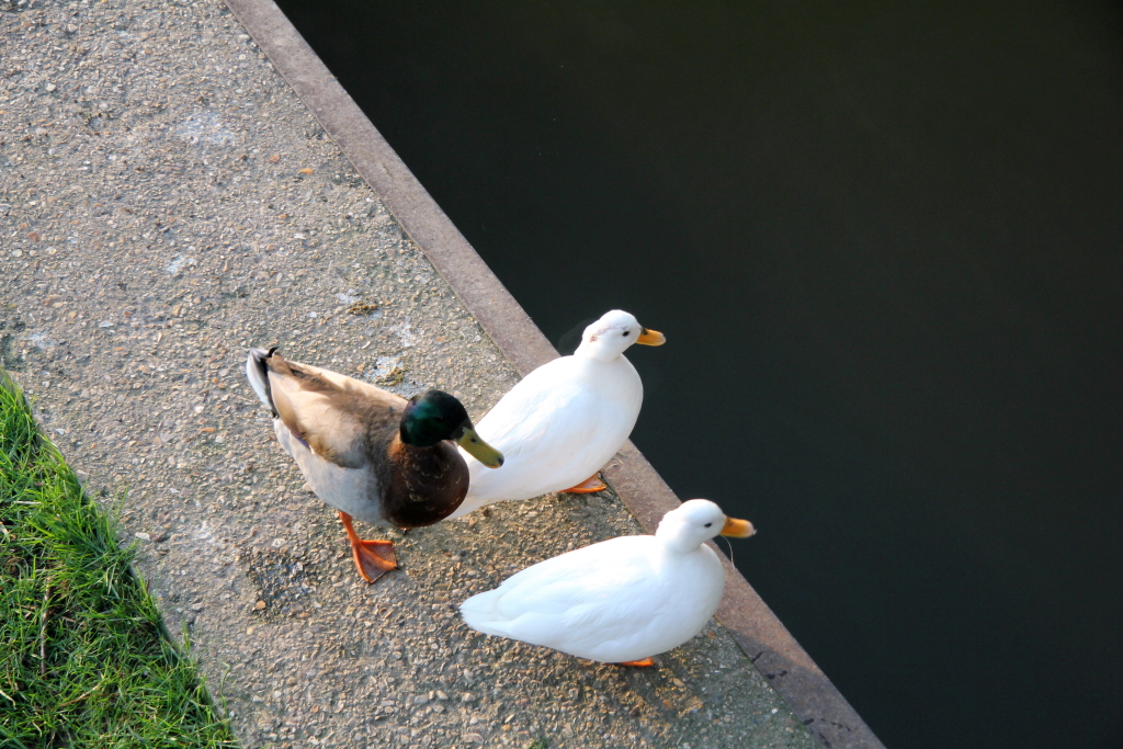 Un Canard doublement aveugle...la preuve il ne sort jamais sans ses deux cannes blanches.
