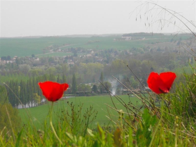 IMGP2600 (Medium).JPG