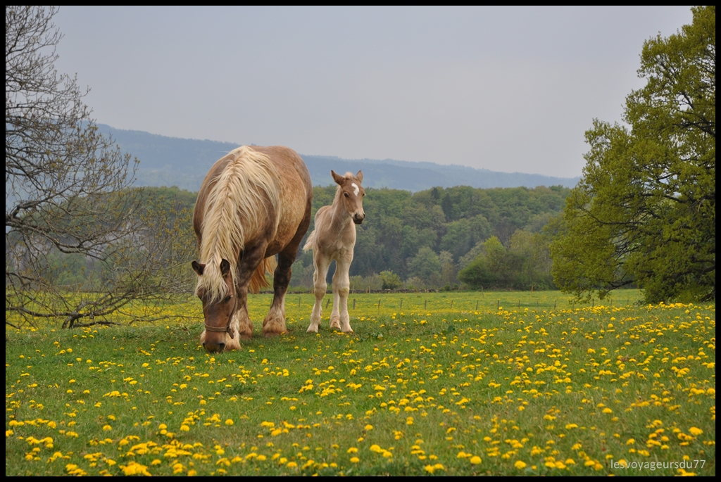 DSC_4243-1.JPG