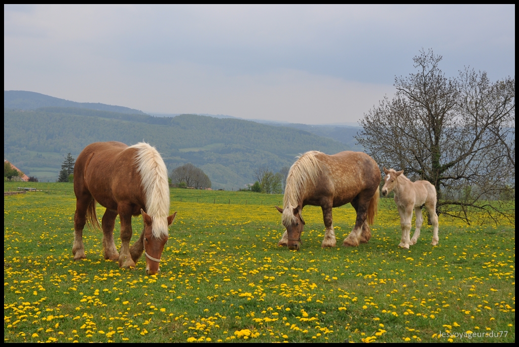 DSC_4251-1.JPG