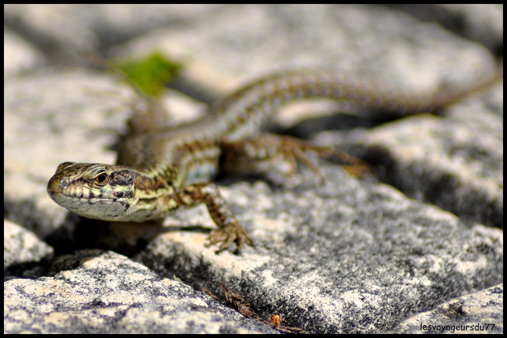 DSC_4436-1.JPG