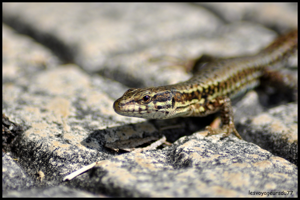 DSC_4437-1.JPG