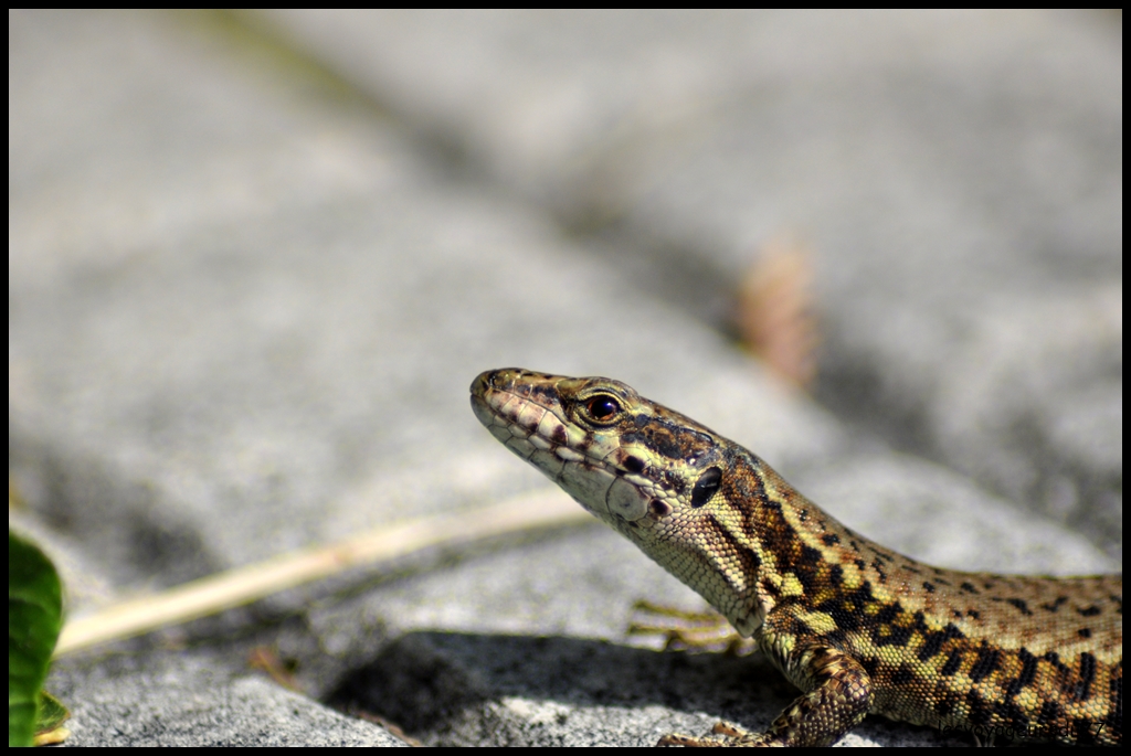 DSC_4441-1.JPG