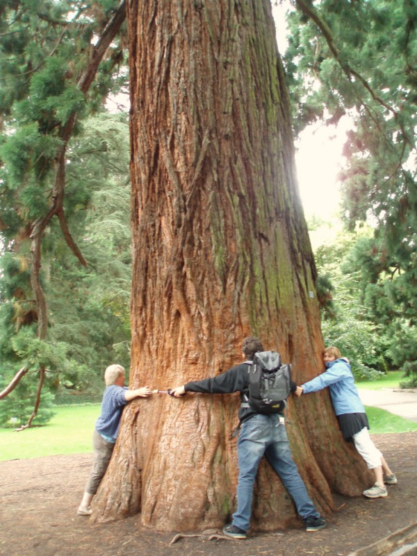C'est quoi ça = Séquoia <br />L'ile Mainau