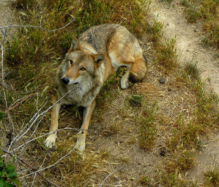 LOUP 1.jpg