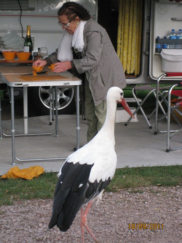 IMG_6636 (600x800).jpg