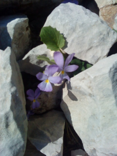 fleurs ventoux 002.jpg