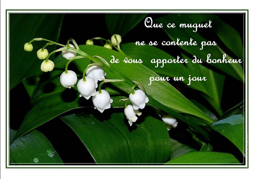 Muguet 2012.jpg