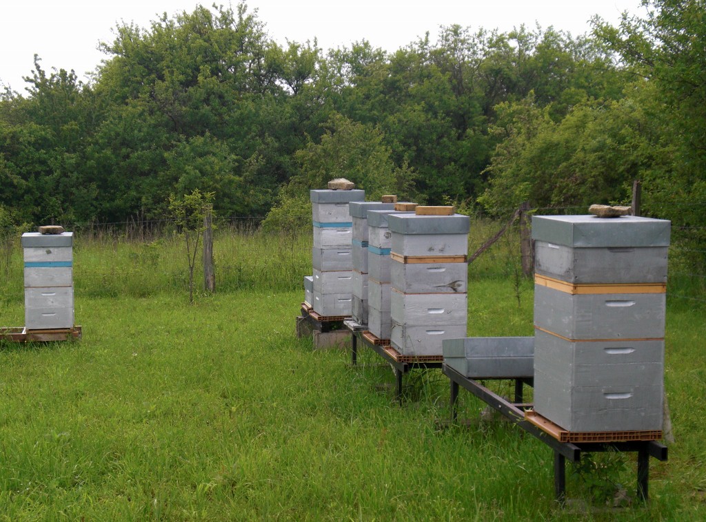 une partie du rucher (1024x758).jpg
