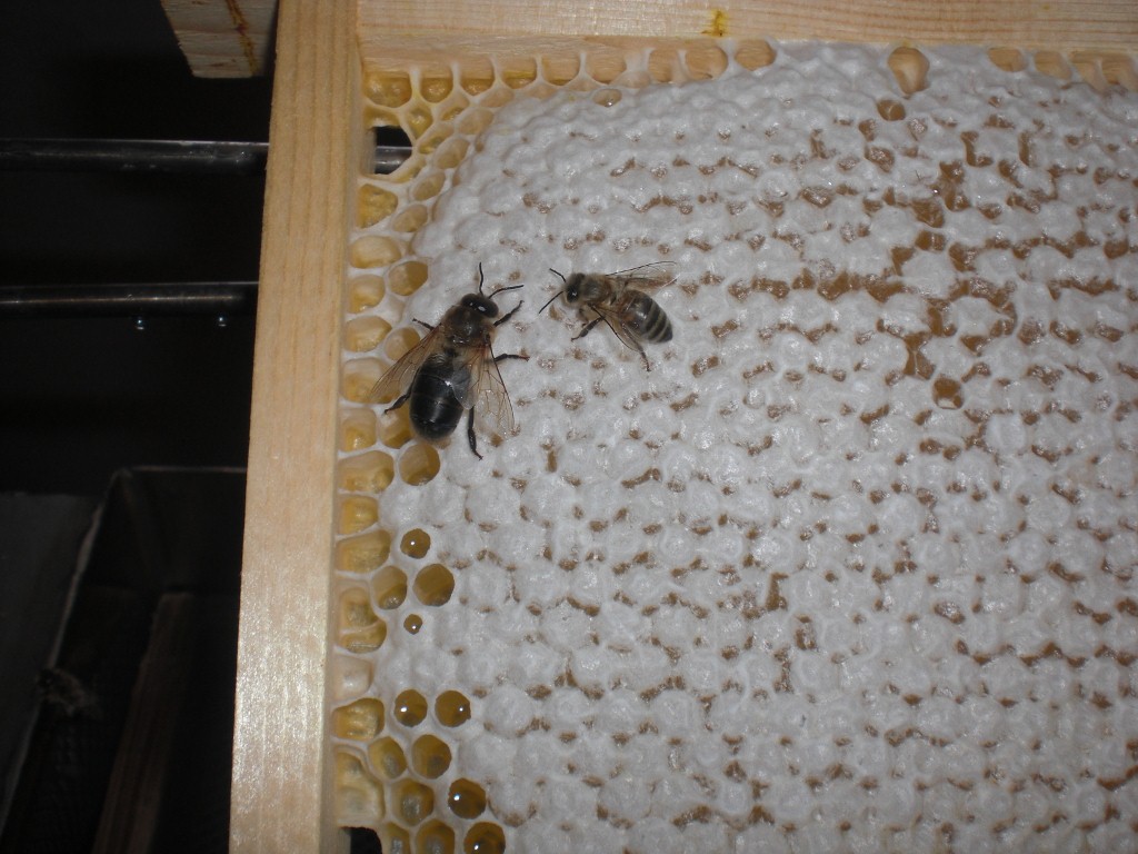 faux bourdon +ouvrière (1024x768).jpg