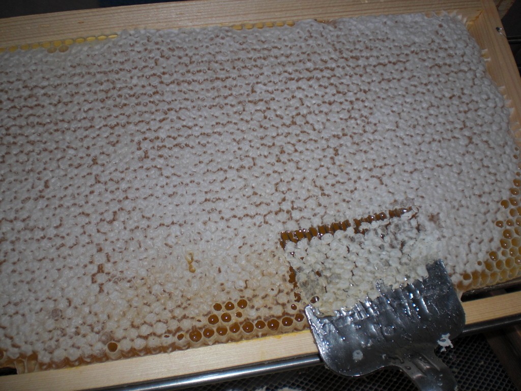 desoperculation avec la fourchette spèciale (1024x768).jpg