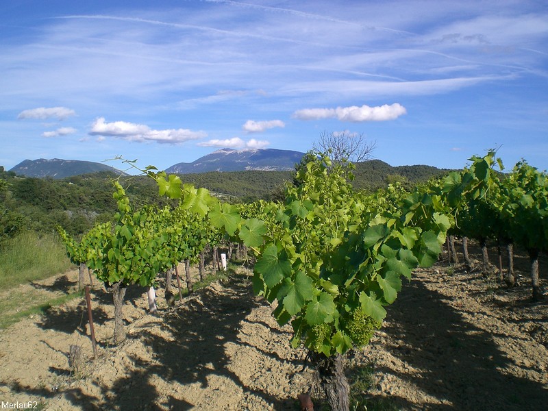 Au pied du camping,des vignes et encore des vignes , en arrière plan le Mt Ventoux