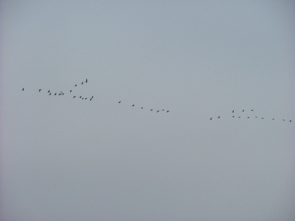 DSCF1754.JPG