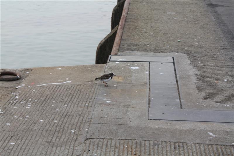 IMG_6181 (Medium).JPG