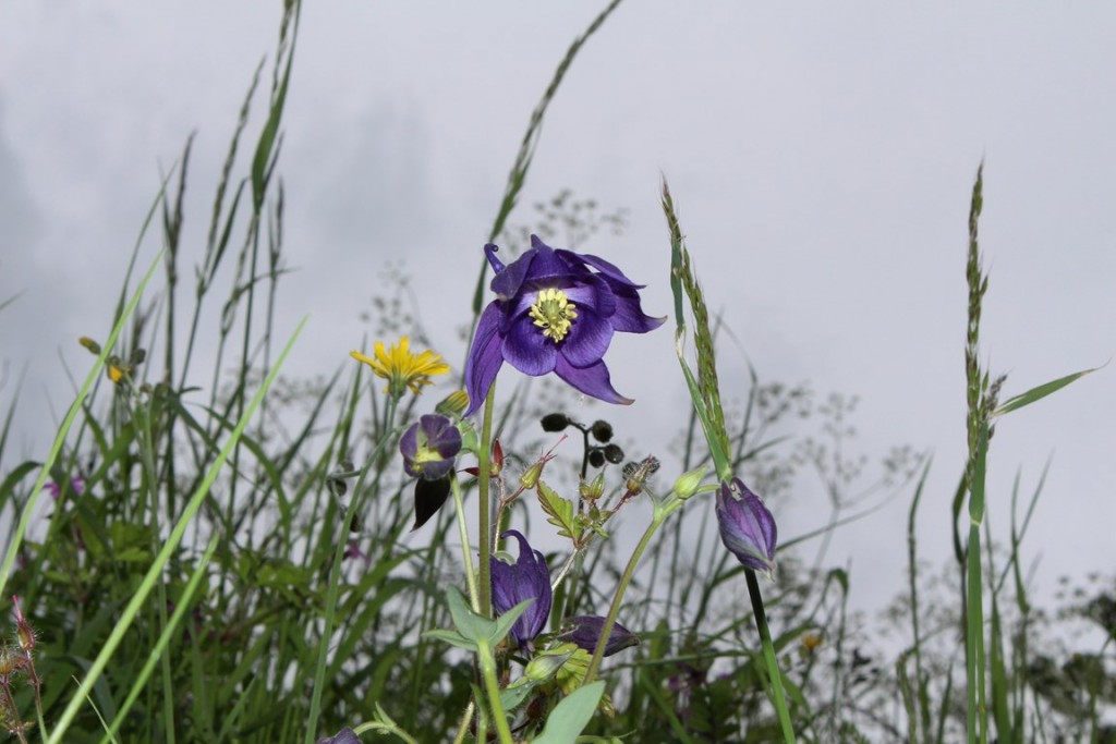 Leyme2013 251 (Copier).JPG