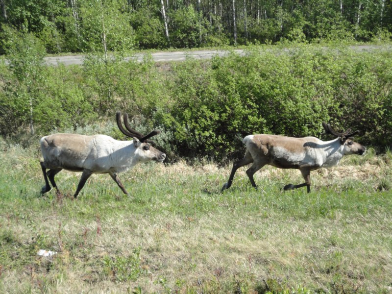 DSC04437 [800x600].jpg