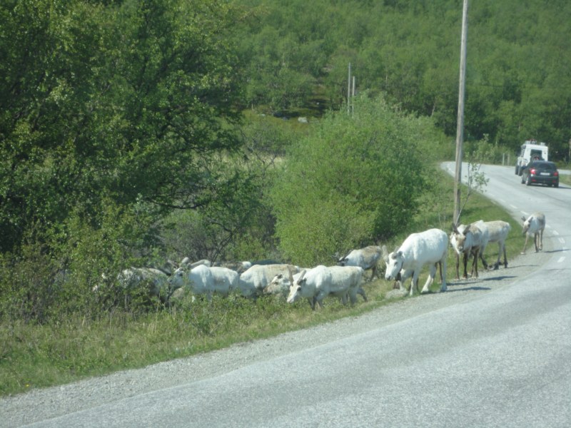 DSC04517 [800x600].jpg