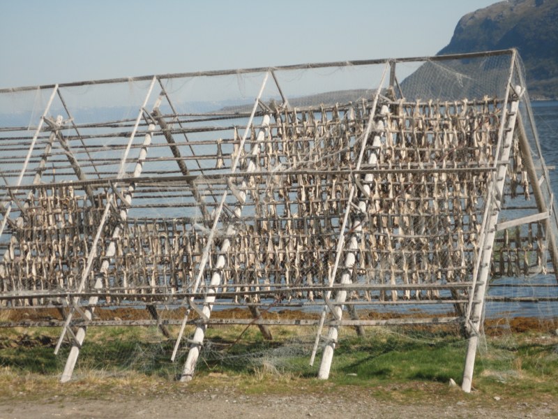 DSC04527 [800x600].jpg