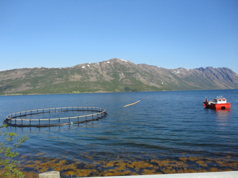 DSC04668 [800x600].jpg