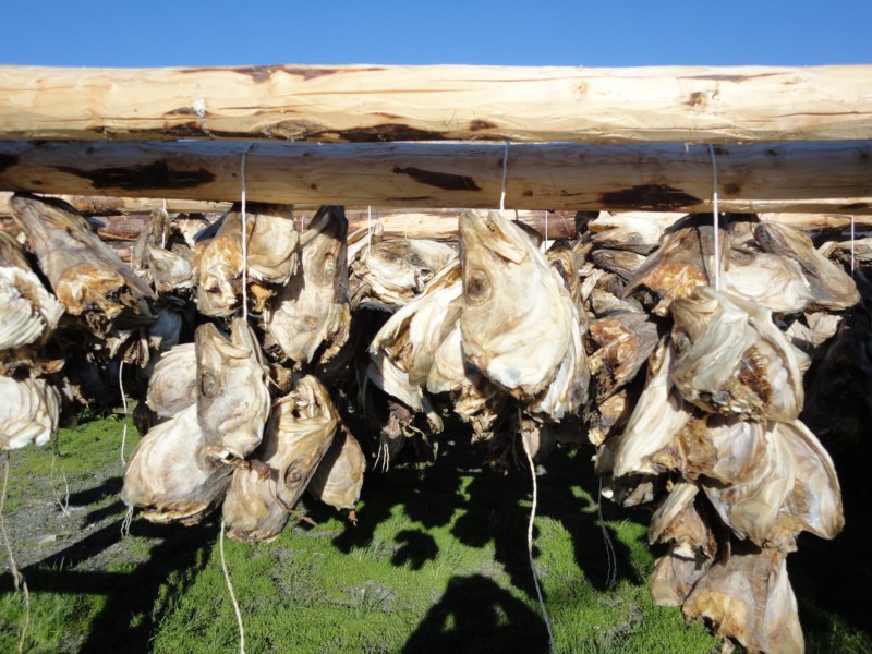 DSC04740 [800x600].jpg