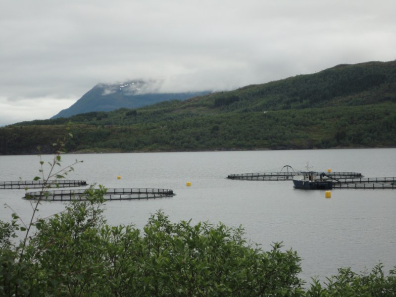 DSC05045 [800x600].jpg