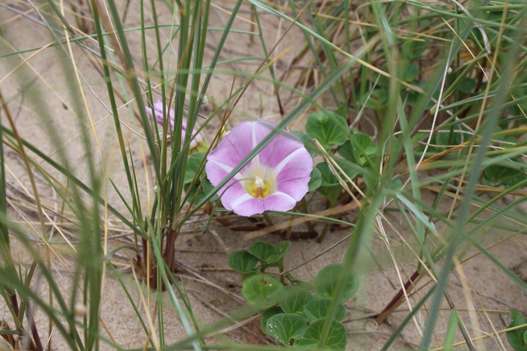 îlederé2013 001 (Copier).JPG