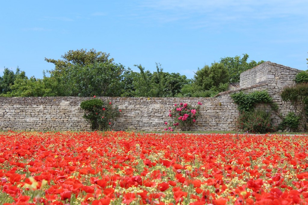 îlederé2013 242 (Copier).JPG