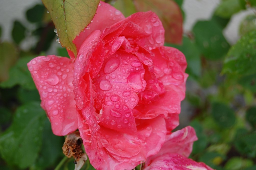 rose.JPG