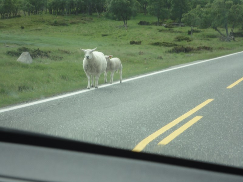ours blanc nain