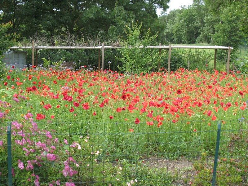 IMG_0448 (Copier).JPG